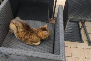Fundmeldung Katze Unbekannt Eaubonne Frankreich