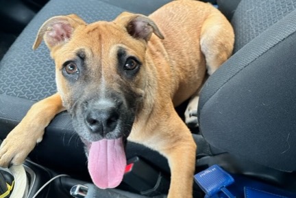 Fundmeldung Hund rassenmischung Weiblich Cormeilles-en-Vexin Frankreich