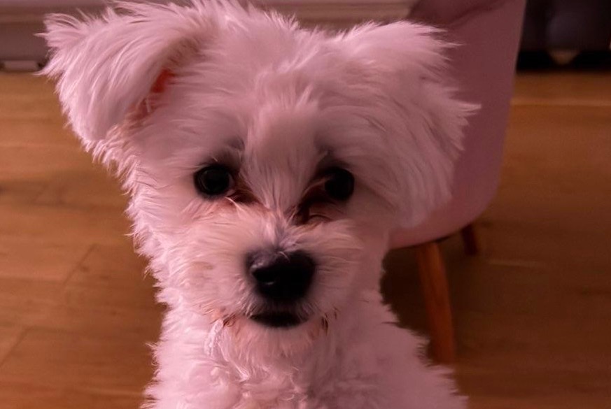 Vermisstmeldung Hund  Männliche , 1 jahre Persan Frankreich