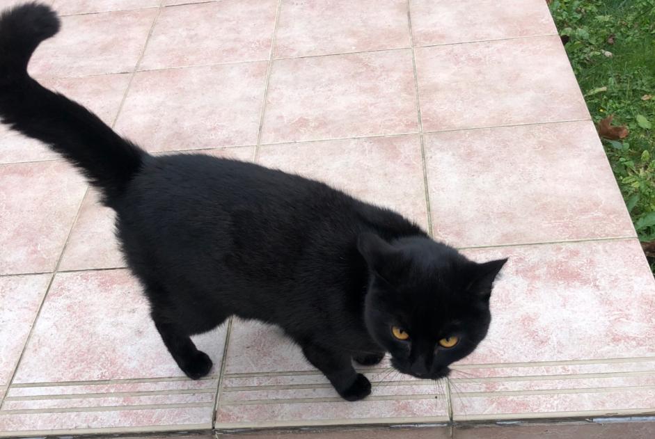 Fundmeldung Katze Männliche Argenteuil Frankreich