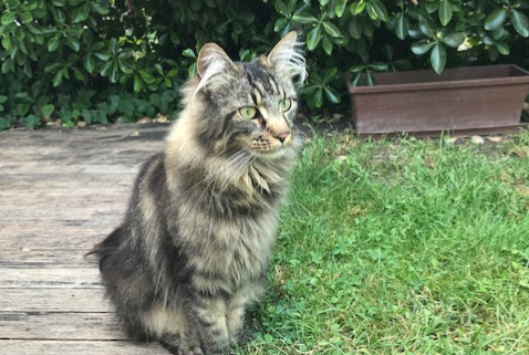 Vermisstmeldung Katze  Weiblich , 9 jahre Éragny Frankreich
