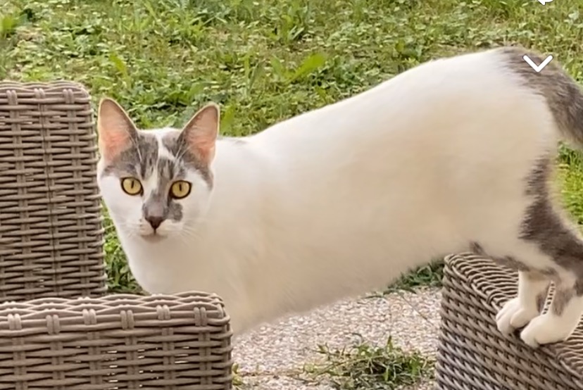 Vermisstmeldung Katze Weiblich , 2 jahre Éragny Frankreich
