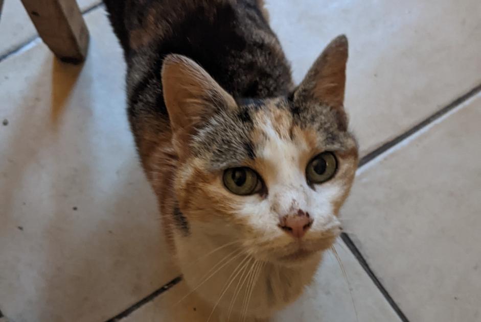 Discovery alert Cat Female Argenteuil France