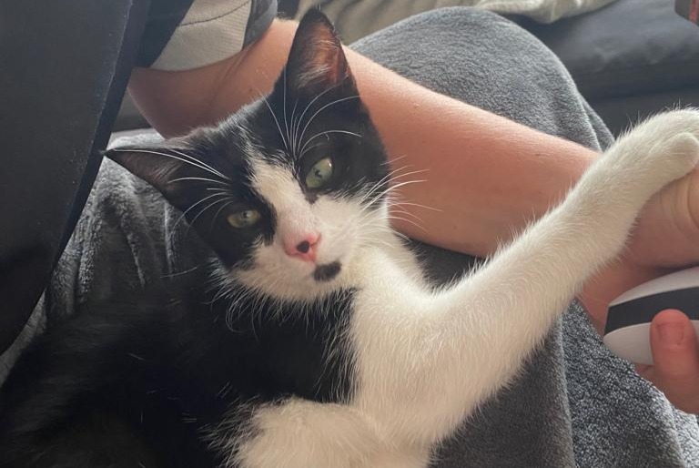 Discovery alert Cat Female Argenteuil France
