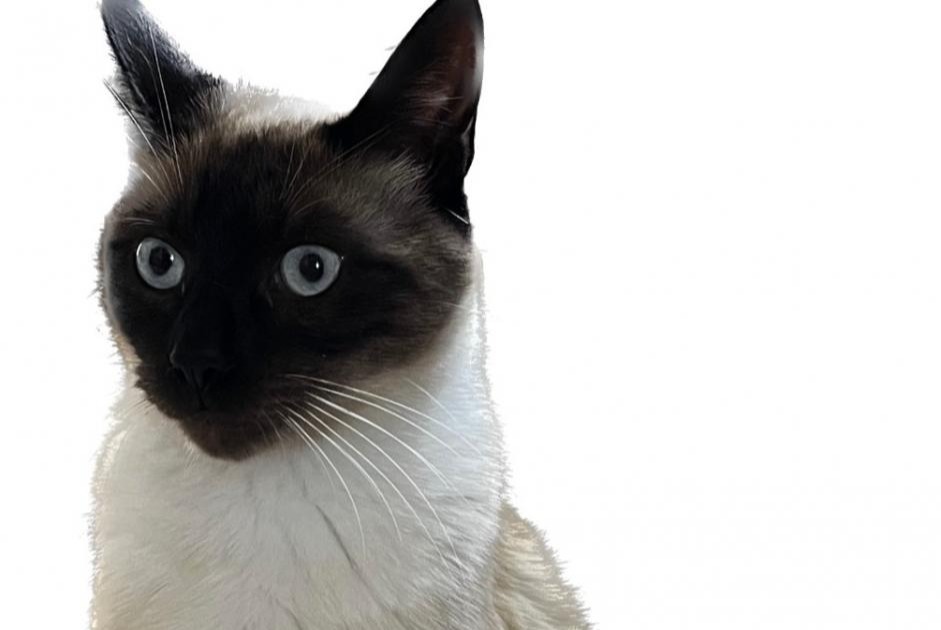 Disappearance alert Cat  Male , 1 years La Ferté-sous-Jouarre France