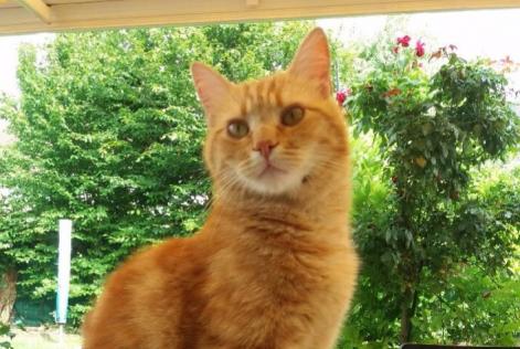 Disappearance alert Cat Male , 7 years Mours France