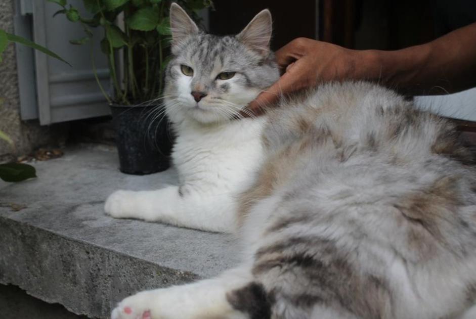 Disappearance alert Cat miscegenation Male , 8 years Sannois France