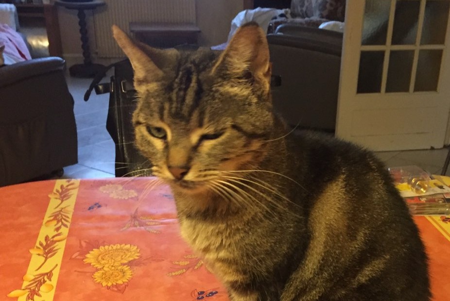 Disappearance alert Cat miscegenation Female , 15 years Villiers-le-Bel France