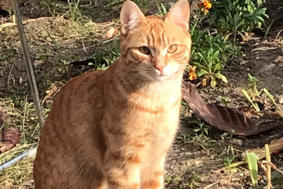 Disappearance alert Cat  Male , 3 years Sannois France