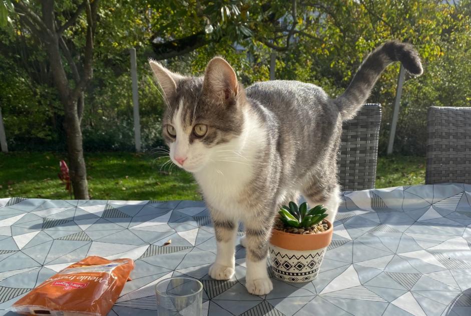 Disappearance alert Cat miscegenation Male , 2 years Saint-Leu-la-Forêt France