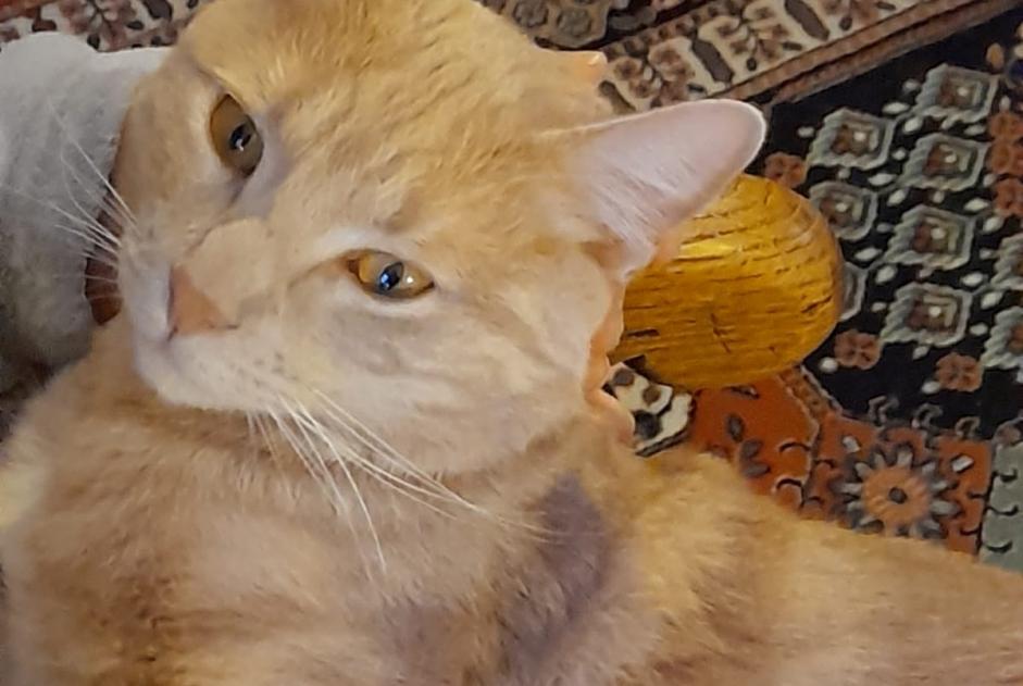 Disappearance alert Cat miscegenation Male , 4 years Jouy-le-Moutier France