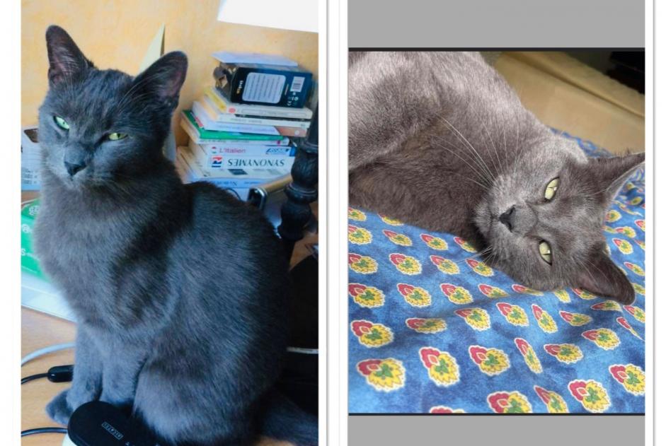 Disappearance alert Cat  Male , 7 years Herblay-sur-Seine France