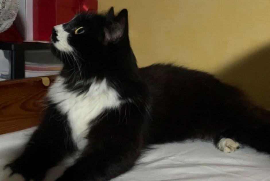 Disappearance alert Cat  Female , 3 years Enghien-les-Bains France