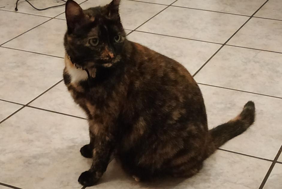 Disappearance alert Cat Female , 5 years Beaumont-sur-Oise France