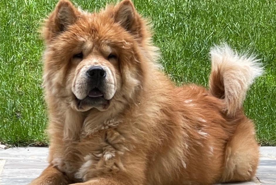 Discovery alert Dog  Male Andilly France
