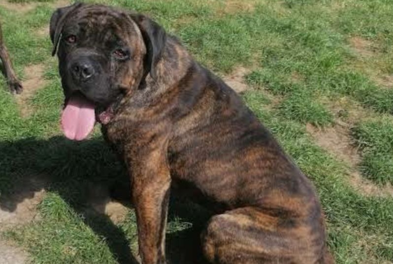 Disappearance alert Dog  Male , 5 years Frépillon France