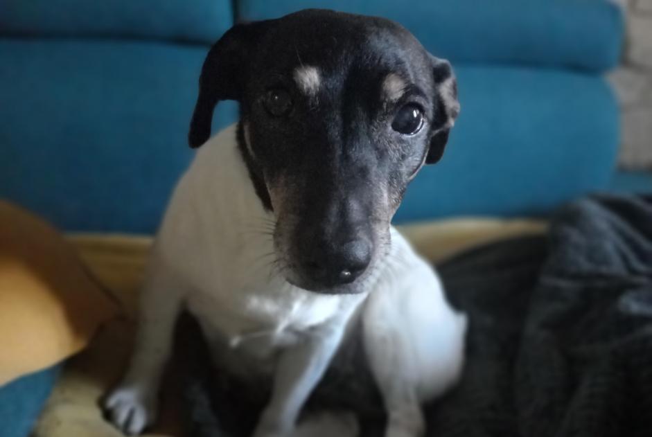 Disappearance alert Dog  Female , 16 years Montigny-lès-Cormeilles France