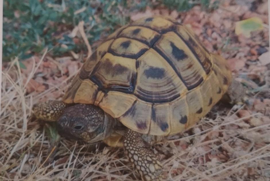 Disappearance alert Tortoise Female , 2023 years Franconville France