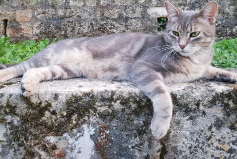 Alerta de Desaparición Gato cruce Macho , 9 años Noisy-sur-Oise Francia