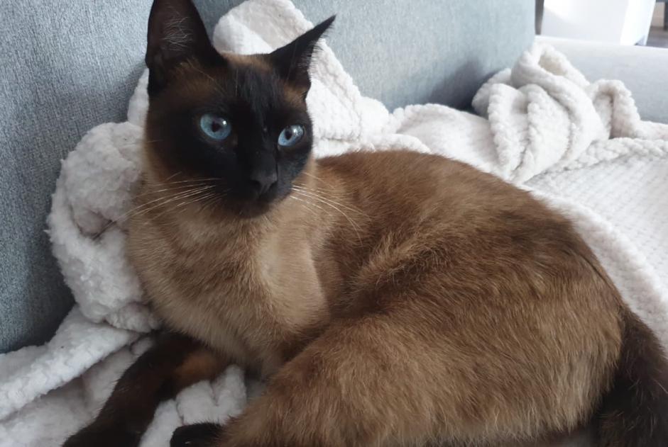 Alerta de Desaparición Gato  Macho , 3 años Courdimanche Francia