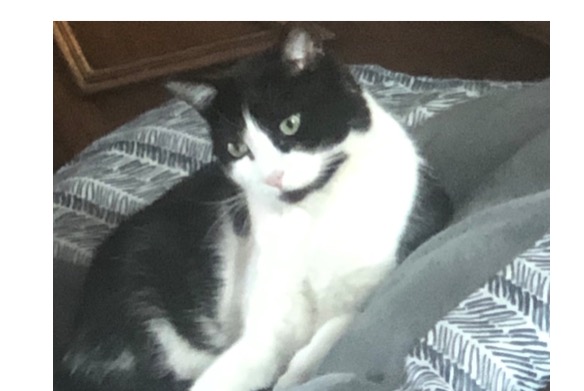 Alerta de Desaparición Gato  Hembra , 4 años Saint-Prix Francia