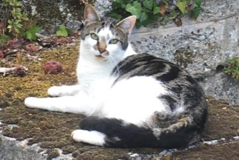 Alerta de Desaparición Gato Macho , 3 años Pontoise Francia