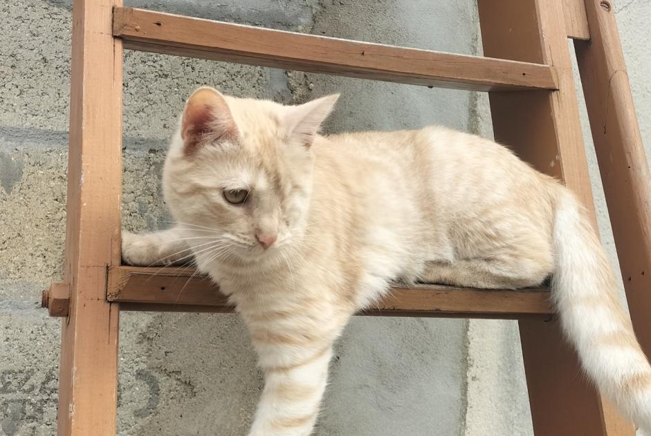 Alerta de Desaparición Gato  Hembra , 1 años Le Mesnil-en-Thelle Francia