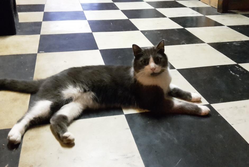 Alerte Disparition Chat  Mâle , 7 ans Sannois France