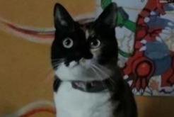 Alerte Disparition Chat Femelle , 19 ans Argenteuil France