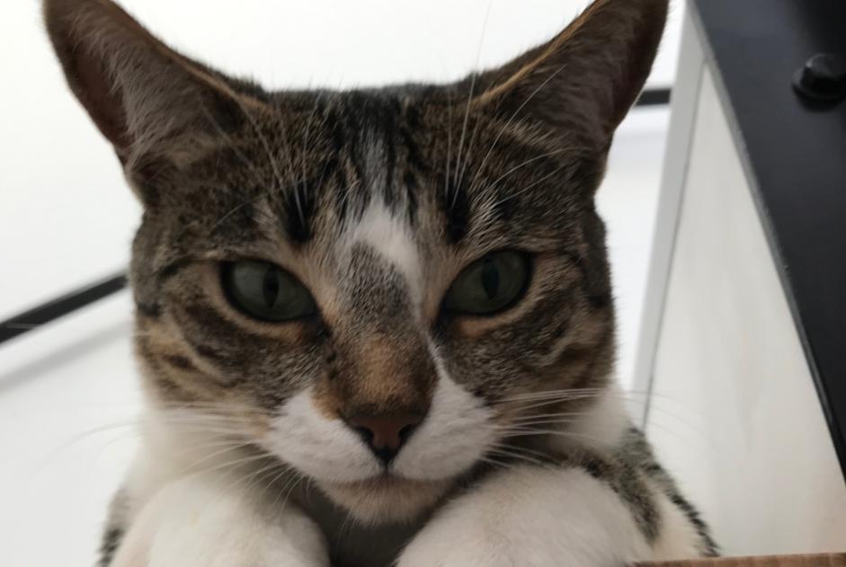 Alerte Disparition Chat Femelle , 5 ans Auvers-sur-Oise France