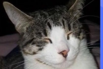 Alerte Disparition Chat  Mâle , 4 ans Sannois France