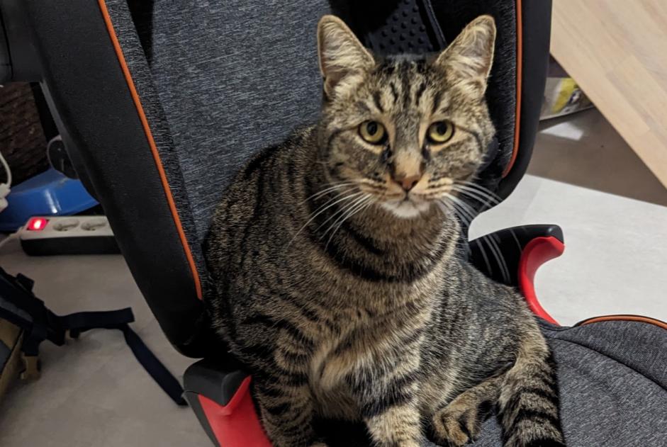 Alerte Disparition Chat Mâle , 7 ans Cormeilles-en-Parisis France