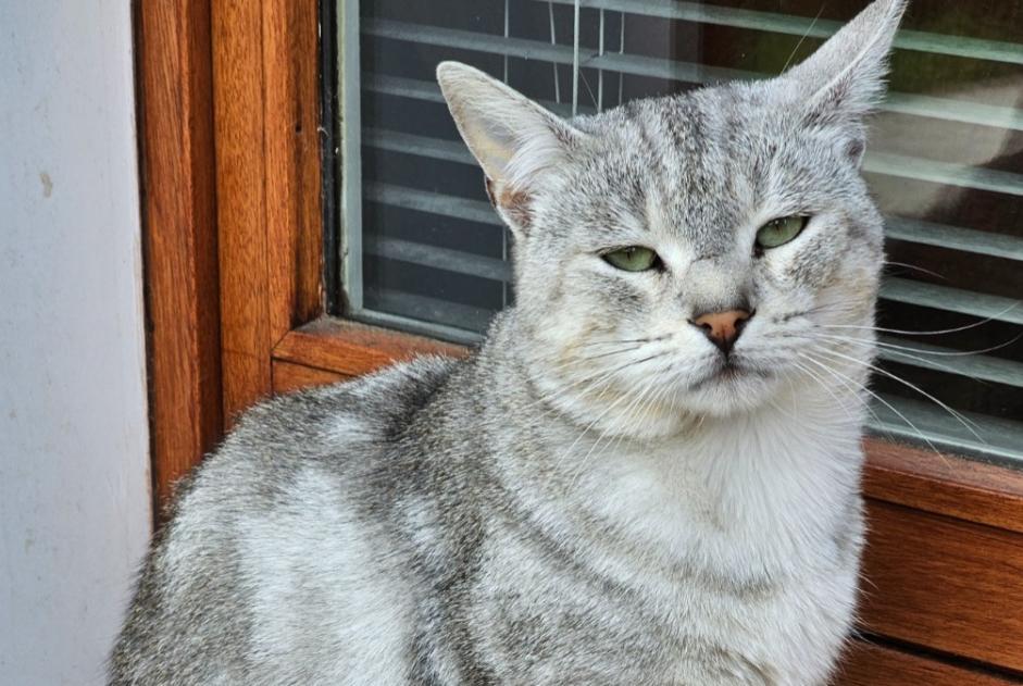 Alerte Découverte Chat  Mâle Auvers-sur-Oise France