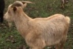 Alerte Disparition Chèvre Mâle , 2023 ans Montmorency France Alerte Disparition Chèvre Mâle , 2023 ans Montmorency France