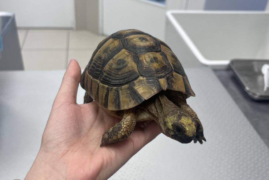 Alerte Découverte Tortue Inconnu Saint-Leu-la-Forêt France