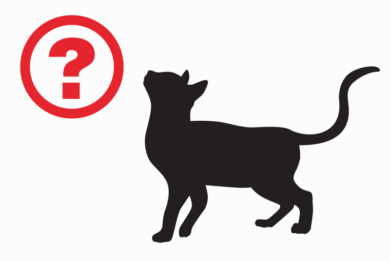 Discovery alert Cat Male Méry-sur-Oise France