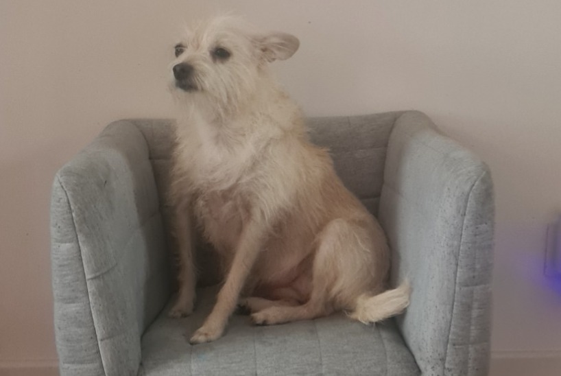 Avviso scomparsa Cane incrocio di razze Femmina , 9 anni Argenteuil Francia