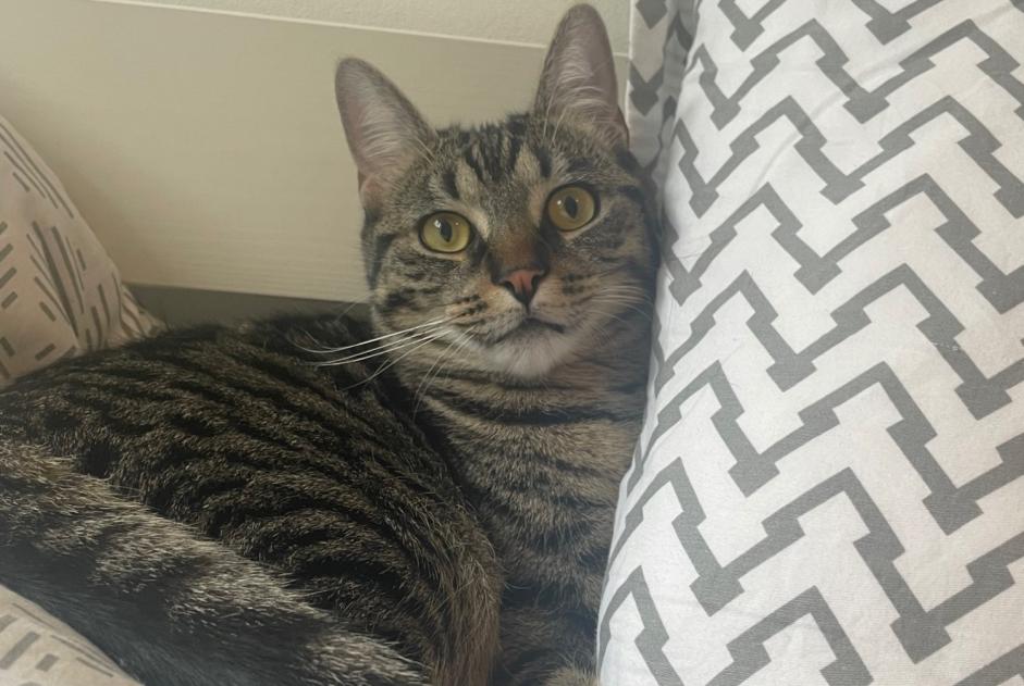 Avviso scomparsa Gatto Maschio , 1 anni Soisy-sous-Montmorency Francia