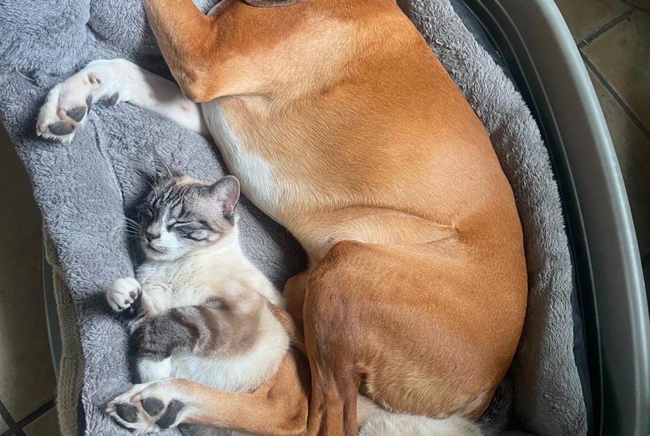 Avviso scomparsa Gatto incrocio di razze Maschio , 1 anni Mériel Francia