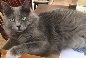 Avviso scomparsa Gatto  Maschio , 4 anni La Chapelle-en-Vexin Francia