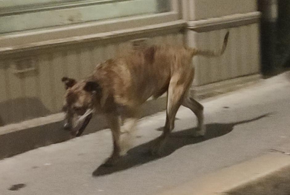Fundmeldung Hond kräizung Männlech Saint-Étienne France