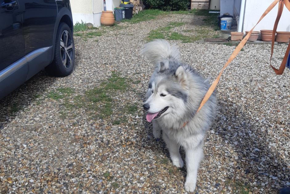 Alerta descoberta Cão Macho Saint-Leu-la-Forêt France