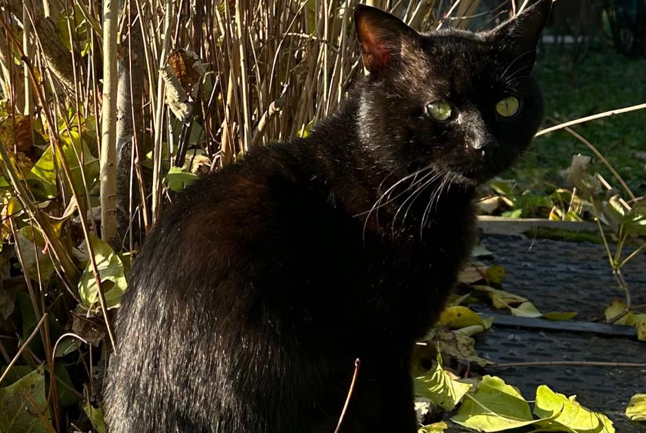 Alerta desaparecimento Gato Macho , 5 anos Osny France